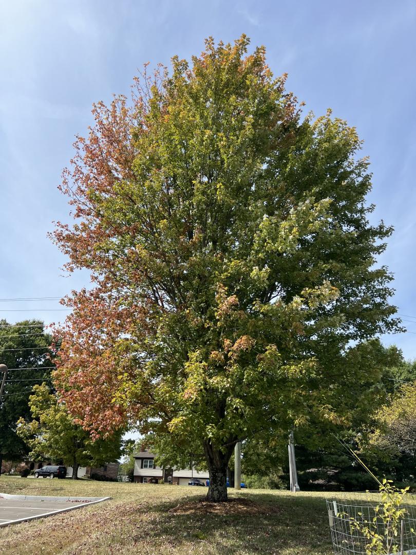 Signs of decline due to a lack of proper nutrients in poor quality soils, a lack of root zone space, the harsh reflective heat from paved surfaces, and girdling roots encircling the trunk. 